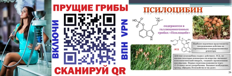 Галлюциногенные грибы Psilocybine cubensis  Полярные Зори 